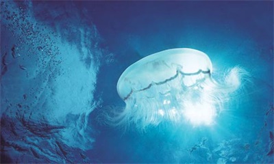 金博教育生物辅导